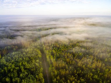 Drone görüntü. sabah hava görünümünü sis üzerinde yeşil orman