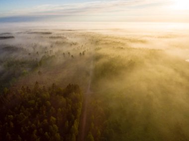 Drone görüntü. sabah hava görünümünü sis üzerinde yeşil orman