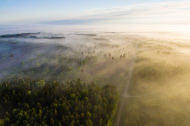 Drone görüntü. sabah hava görünümünü sis üzerinde yeşil orman