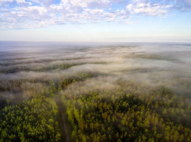 Drone görüntü. sabah hava görünümünü sis üzerinde yeşil orman