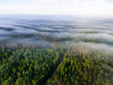 Drone görüntü. sabah hava görünümünü sis üzerinde yeşil orman
