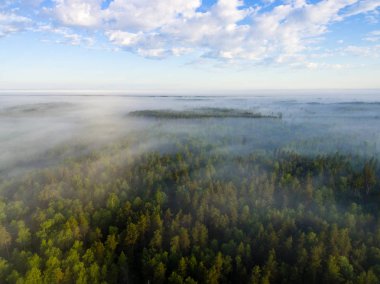 Drone görüntü. sabah hava görünümünü sis üzerinde yeşil orman