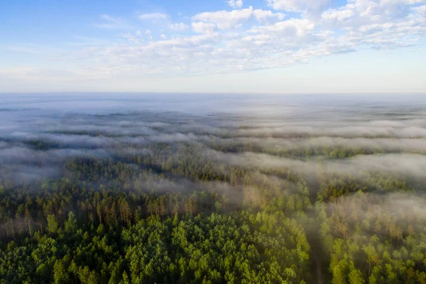 Drone image. aerial view of morning mist over green forest — Stock Photo, Image