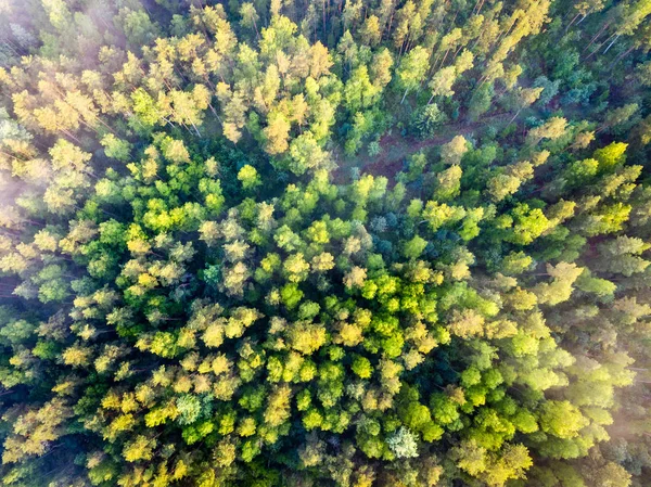 无人机图像。鸟瞰的早晨雾在绿色的森林 — 图库照片