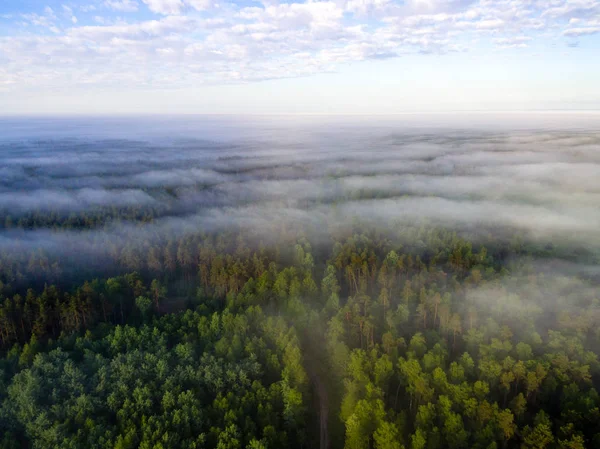 Drone kép. a légi felvétel a reggeli köd felett zöld erdő — Stock Fotó