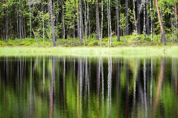 Отражения деревьев в озерной воде под ярким полуденным солнцем — стоковое фото
