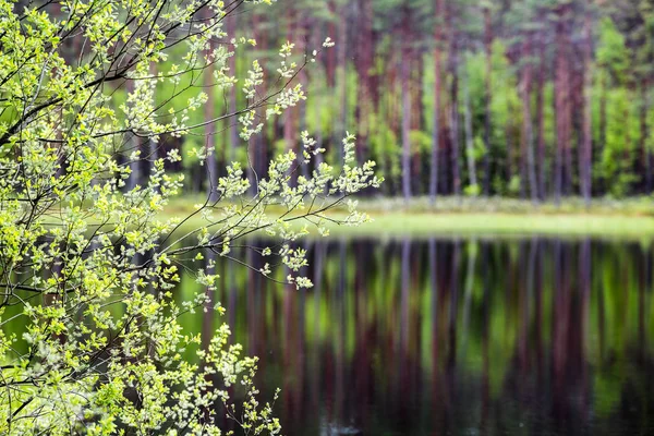 Riflessi di alberi nell'acqua del lago sotto il luminoso sole di mezzogiorno — Foto Stock