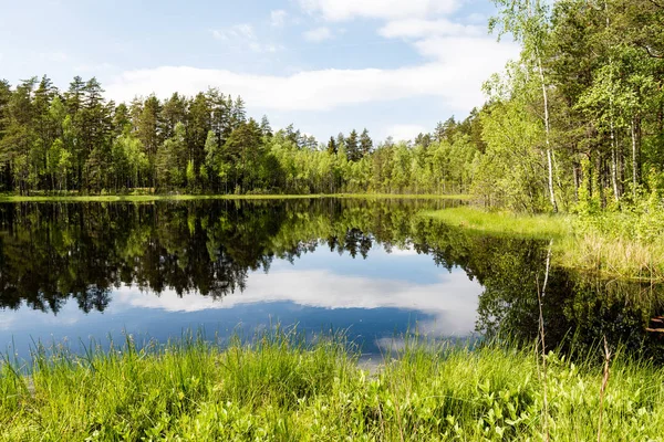 Отражения деревьев в озерной воде под ярким полуденным солнцем — стоковое фото
