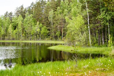 Göl su parlak öğlen güneşin ağaçlarda yansımaları