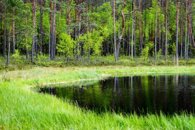 Göl su parlak öğlen güneşin ağaçlarda yansımaları