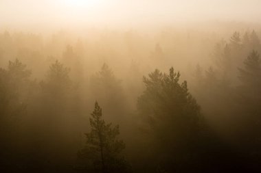 ağaçlar üzerinde görkemli gündoğumu, sisli ormanın panoramik görünümü