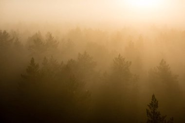 ağaçlar üzerinde görkemli gündoğumu, sisli ormanın panoramik görünümü