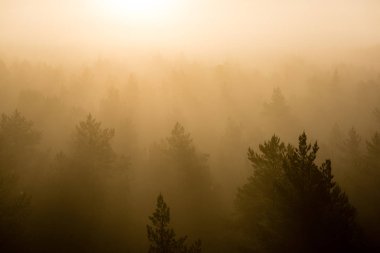 ağaçlar üzerinde görkemli gündoğumu, sisli ormanın panoramik görünümü