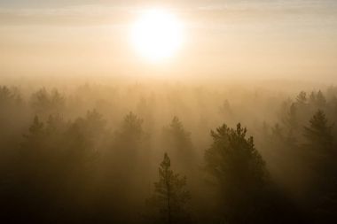 ağaçlar üzerinde görkemli gündoğumu, sisli ormanın panoramik görünümü