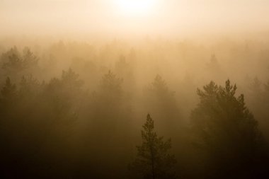 ağaçlar üzerinde görkemli gündoğumu, sisli ormanın panoramik görünümü