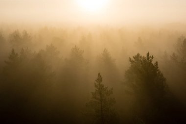 ağaçlar üzerinde görkemli gündoğumu, sisli ormanın panoramik görünümü