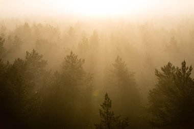 ağaçlar üzerinde görkemli gündoğumu, sisli ormanın panoramik görünümü