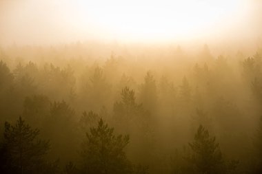 ağaçlar üzerinde görkemli gündoğumu, sisli ormanın panoramik görünümü