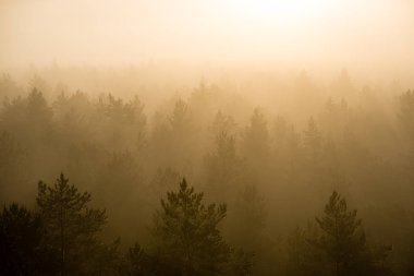 ağaçlar üzerinde görkemli gündoğumu, sisli ormanın panoramik görünümü