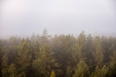 ağaçlar üzerinde görkemli gündoğumu, sisli ormanın panoramik görünümü