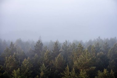 ağaçlar üzerinde görkemli gündoğumu, sisli ormanın panoramik görünümü