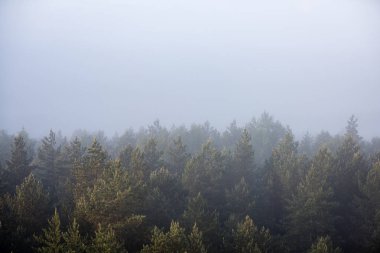 ağaçlar üzerinde görkemli gündoğumu, sisli ormanın panoramik görünümü