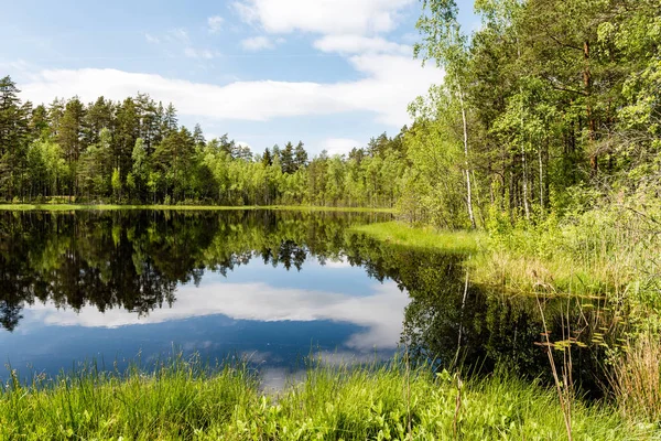 Reflejos de árboles en el agua del lago en el sol brillante del mediodía — Foto de Stock