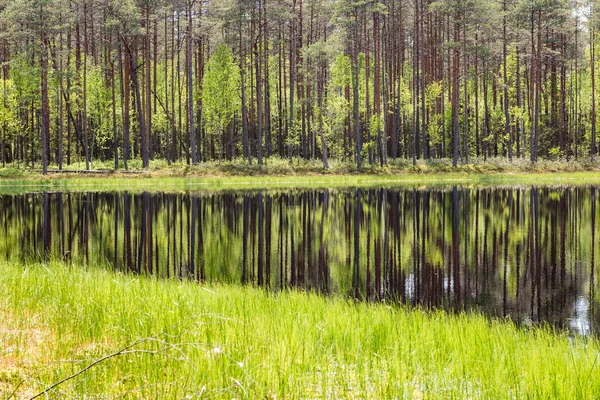 Reflecties van bomen in het meerwater in de felle middagzon — Stockfoto
