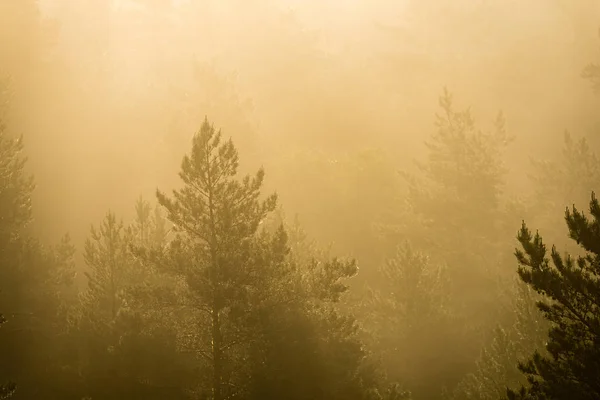 Vista panorámica del bosque brumoso al majestuoso amanecer sobre los árboles — Foto de Stock