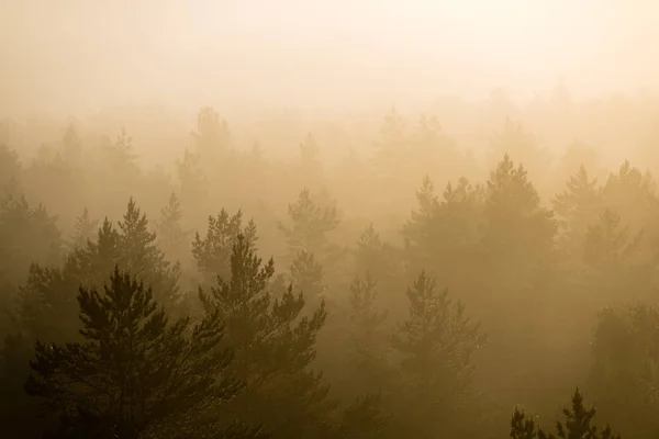 Panorámás kilátás nyílik a párás erdei fák felső majestic napkeltekor — Stock Fotó