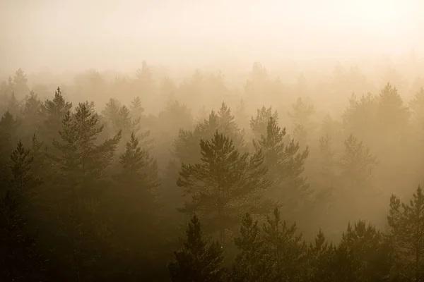 Панорамний вид на туманний ліс на величному сході сонця над деревами — стокове фото