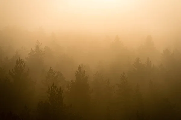 Panorámás kilátás nyílik a párás erdei fák felső majestic napkeltekor — Stock Fotó