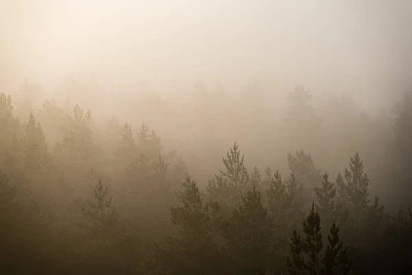 Panorámás kilátás nyílik a párás erdei fák felső majestic napkeltekor — Stock Fotó