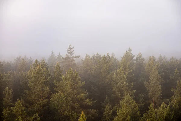 Panorámás kilátás nyílik a párás erdei fák felső majestic napkeltekor — Stock Fotó
