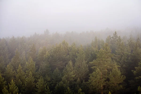 Panoramablick auf nebligen Wald bei majestätischem Sonnenaufgang über Bäumen — Stockfoto