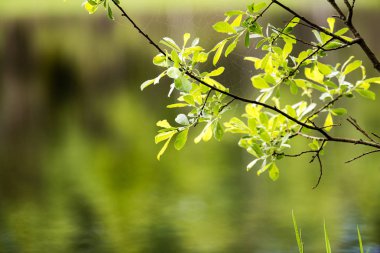 Güneş de bir damla ile bahar ilk taze yeşil çimen