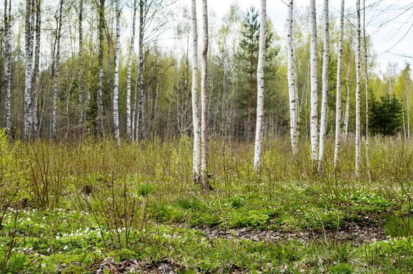 Manhã enevoada na floresta — Fotografia de Stock