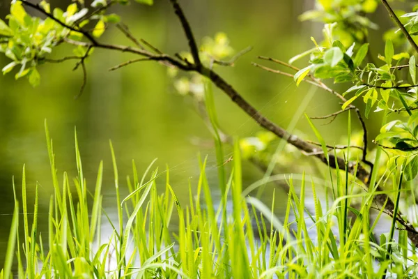 Tavaszi első friss zöld fű a napsütésben, de egy csepp — Stock Fotó
