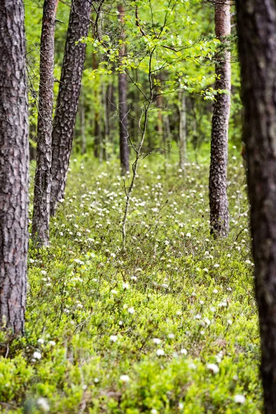 Manhã enevoada na floresta — Fotografia de Stock