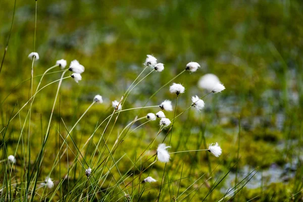 드의 드롭 햇살에 봄 첫 신선한 녹색 잔디 — 스톡 사진