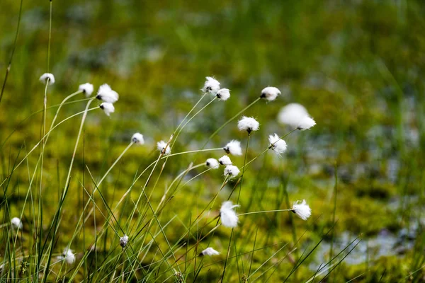 Primavera prima erba verde fresca al sole con una goccia di de — Foto Stock