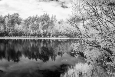 sıcak yaz günü orman göl. kızılötesi görüntü