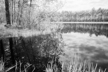 sıcak yaz günü orman göl. kızılötesi görüntü