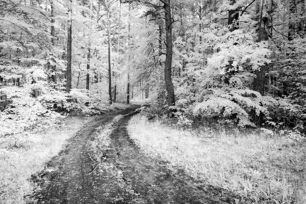 Land grusväg i skogen. infraröd bild — Stockfoto