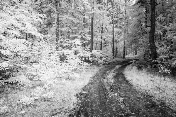 Země štěrková cesta v lese. infračervený obrázek — Stock fotografie