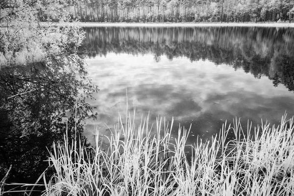 Skogssjö i varm sommardag. infraröd bild — Stockfoto