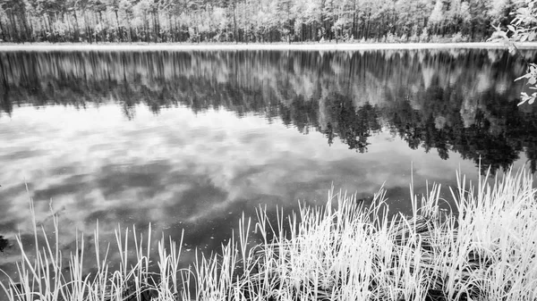 夏の暑い日に森の湖。赤外線画像 — ストック写真