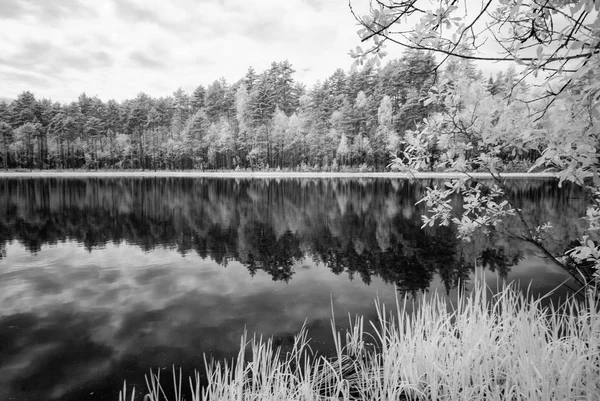 Lesní jezero v horkém letním dni. infračervený obrázek — Stock fotografie