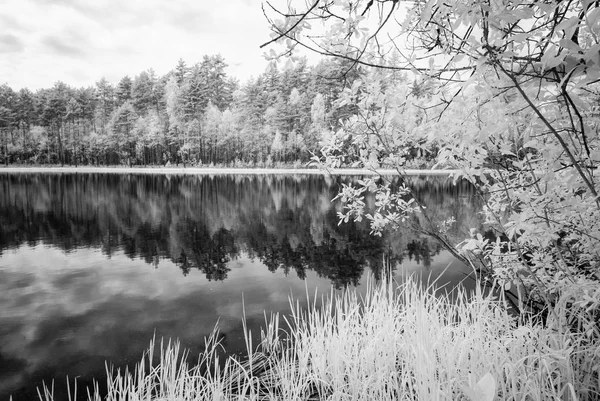 Lago da floresta no dia quente do verão. imagem infravermelha — Fotografia de Stock