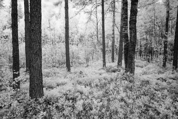 Sommaren skog. infraröd bild — Stockfoto